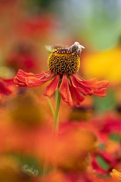 Bijenportret in rode bloemenzee van Marianne Eggink