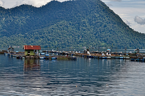 L’'r schwimmenden Aquakultur auf dem Maninjau-See