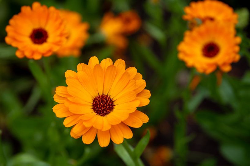 Marigold flowers by Fartifos