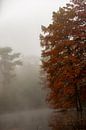 Wandelbospark te Tilburg met de moerascypressen van Antoine Sprangers thumbnail
