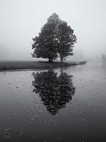 Boom in de mist met reflectie