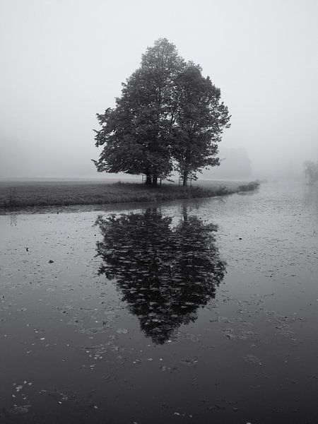 Tree in the mist with reflection by Paul Beentjes