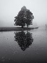 Tree in the mist with reflection by Paul Beentjes thumbnail