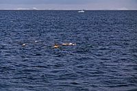 Hunting Orcas near Antartica