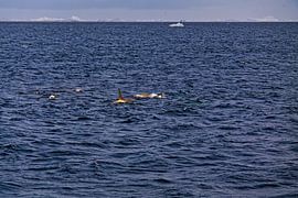 Jagende Orka's bij Antartica van Jânio Tjoe-Awie