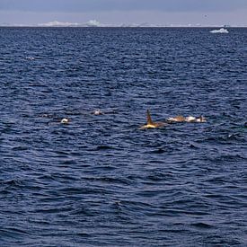 Jagende Orka's bij Antartica van Jânio Tjoe-Awie