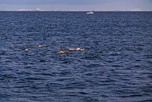 Hunting Orcas near Antartica