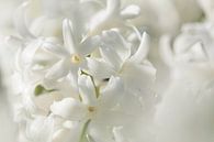 Keukenhof bloemen Wit 2 van Antine van der Zijden thumbnail