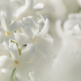 Keukenhof bloemen Wit 2 van Antine van der Zijden