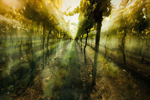 Lichtspel in de ochtendwijngaard