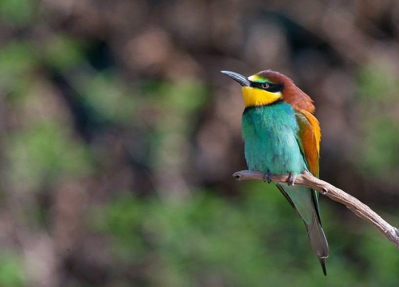 Bee-eater by John Dekker