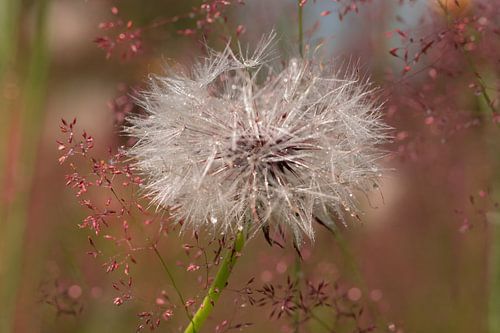 dandilon