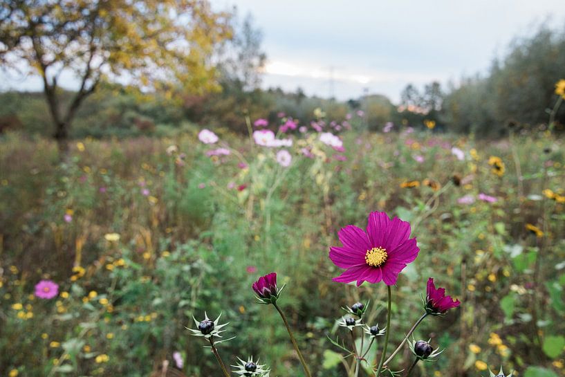 Bloemenzee par Marco Linssen