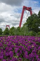 Willemsbrug Rotterdam