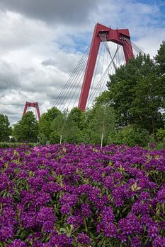 Willemsbrug Rotterdam