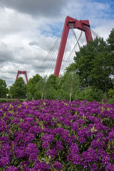 Willemsbrug Rotterdam von Rdam Foto Rotterdam