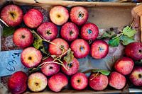 Apfel
