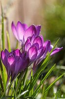 Krokusse