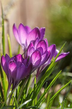 Crocuses by Sylvia Van Dijk