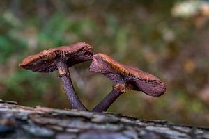 Paddenstoelen op Texel