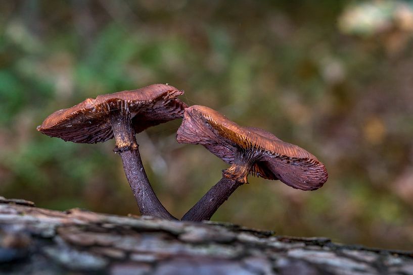 Mushrooms on Texel by Texel360Fotografie Richard Heerschap