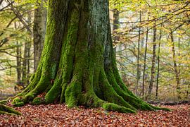 Old tree trunk in the fairytale forest