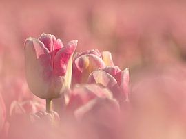 Tulpenveld by Esther Bakker-van Aalderen