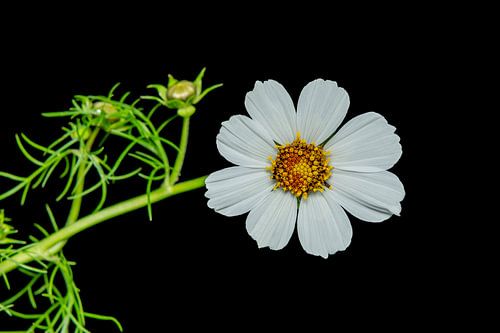 white cosmos flower on black background