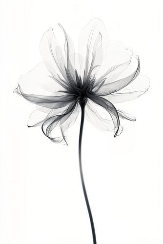 Transparente Blumen