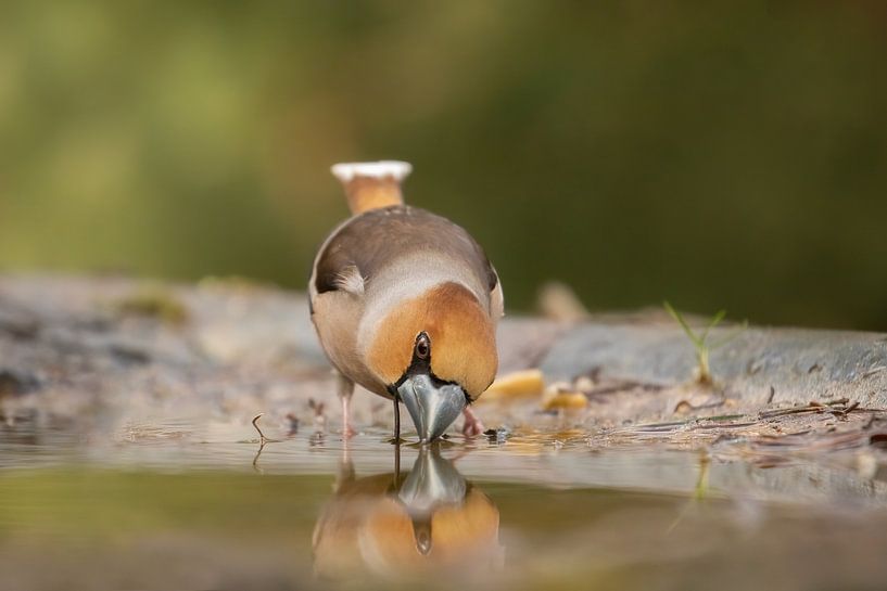 Apple finch drinks by Tanja van Beuningen