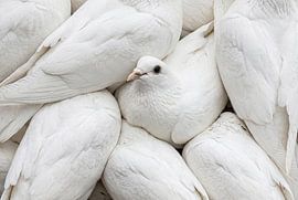 Eine Schar weißer Tauben