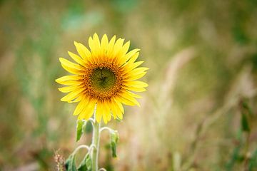 Zonnebloem individueel afgebeeld op een zonnebloemveld van Martin Köbsch