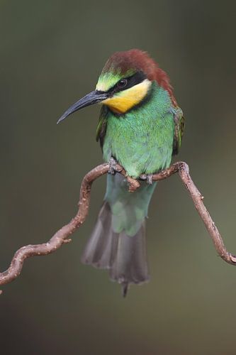 Europese Bijeneter (Merops apiaster)