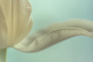 Tulipe blanche millésimée sur Alexandra Bijl