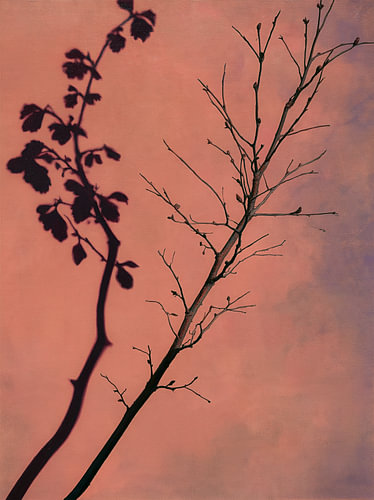 Shadow of what once grew