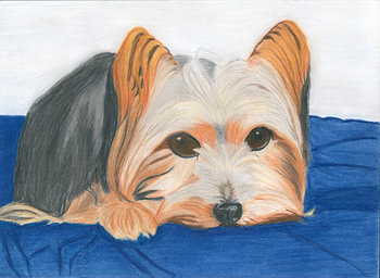 Le regard fidèle d'un Yorkshire terrier