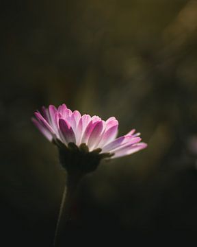 Little pink daisy dark & moody van Sandra Hazes