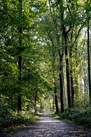 Heldere ochtend in het Bos