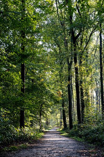Bright morning in the forest