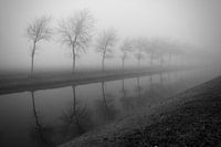Bomen in de mist.