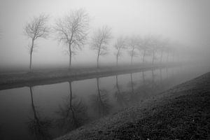 Des arbres dans la brume.