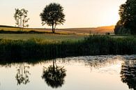 Holzmaar, Gillenfeld, Vulkaneifel in Rheinland-Pfalz, Deutschland von Alexander Ludwig Miniaturansicht