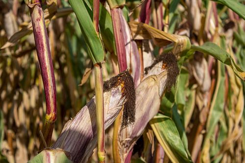 Mais in een maisveld