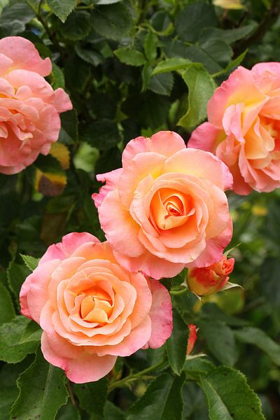 Rose III Juli 2020 von Anja Bagunk