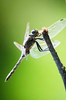 libelle