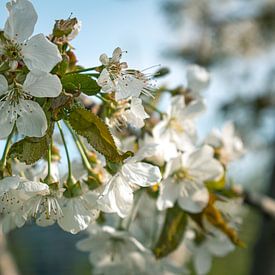 Fleur de printemps sur Gina Peeters Fotografie