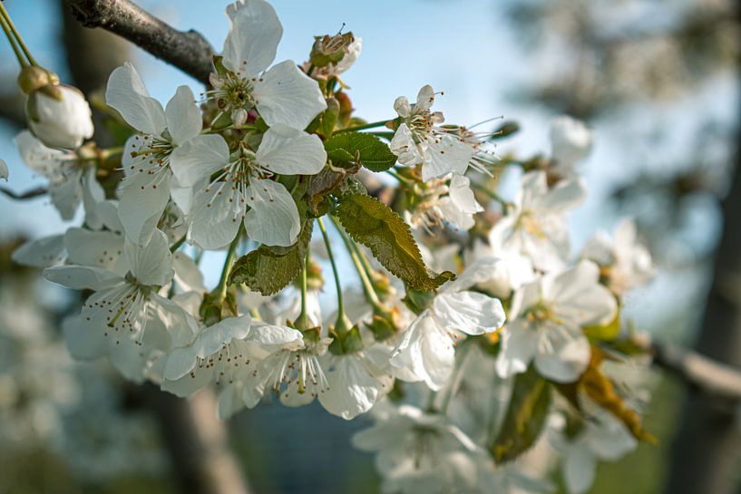 Spring flower by Gina Peeters Fotografie