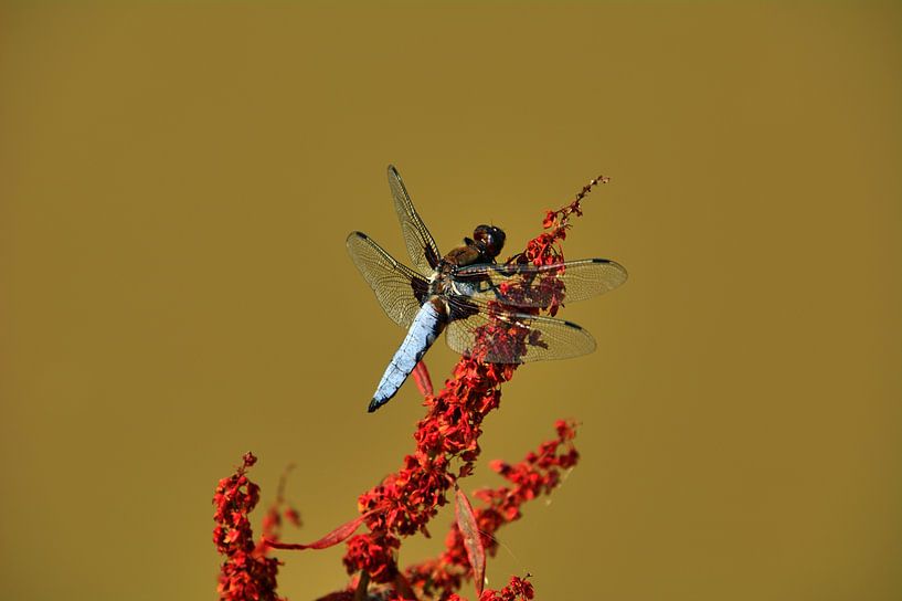 Dragonfly van Edgar Schermaul