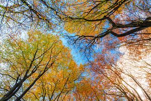 Kleurrijke herfst in het Speulderbos von Dennis van de Water