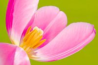 Roze Tulp